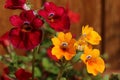A group of bright red and yellow Nemesia flowers flowering in summertime, close-up view Royalty Free Stock Photo