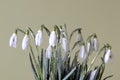 Clump of the snowdrops Royalty Free Stock Photo