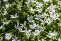 A clump of snowdrops. The first spring flowers Royalty Free Stock Photo