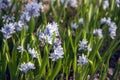 A clump of snowdrops. The first spring flowers Royalty Free Stock Photo