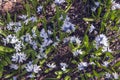 A clump of snowdrops. The first spring flowers Royalty Free Stock Photo