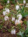 Clump of snowdrops in the meadow