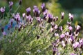 Clump of spanish lavender in the sunshine Royalty Free Stock Photo