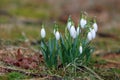 A Clump of Spring Snowdrops Royalty Free Stock Photo