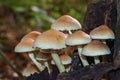 A clump of Sulphur Tuft Fungi on a rotting stump Royalty Free Stock Photo