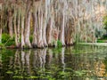 Clump of swamp cypress trees reflected in saltwater swamp Royalty Free Stock Photo