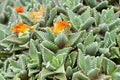 A clump of tiger jaws succulent plant, or Faucaria tigrina Royalty Free Stock Photo