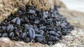 A clump of tightly packed mussels nestled into a rock face