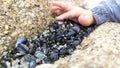 A clump of tightly packed mussels touched by a child