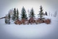 Clump of trees isolated in the stark snow Royalty Free Stock Photo