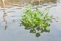 Clump of water hyacinth