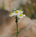 A clump of white everlasting flowers, sideview Royalty Free Stock Photo