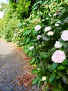 Clump of white hydrangea macrophylla hydrangea in Azores