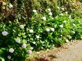 Clump of white hydrangea macrophylla hydrangea in Azores