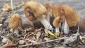 A clump of wild mushrooms