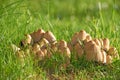 A clump of wild mushrooms growing in grass field. A bunch of young common inkcaps sprouting in the woods in spring. Raw