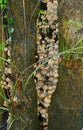 Wild toadstools growing in a clump in a tree