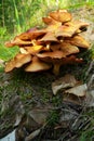 Clump of yellow mushrooms.