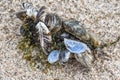 Clump of Zebra Mussels on Beach Royalty Free Stock Photo