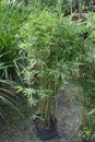 Clumping chinese dwarf bamboo trees