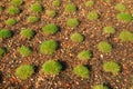 Clumps of decorative green grass