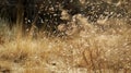 Clumps of dry tumbleweed tumbling in the gusts of wind playing their part in natures fierce ballet Royalty Free Stock Photo