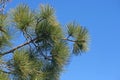 CLUMPS OF GREEN NEEDLES ON A BRANCH OF A PINE TREE