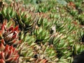 Clumps of Haworthiopsis coarctata f. greenii