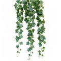 Clumps of ivy on white contour background -hedera helix, lush green foliage