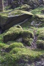 Clumps of moss on stones and trees at White Moss Walks, Lake District National Park in South Lakeland, England, UK