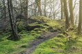 Clumps of moss on stones and trees at White Moss Walks, Lake District National Park in South Lakeland, England, UK