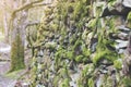 Clumps of moss on stones and trees at White Moss Walks, Lake District National Park in South Lakeland, England, UK