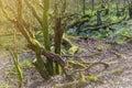 Clumps of moss on stones and trees at White Moss Walks, Lake District National Park in South Lakeland, England, UK