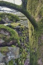 Clumps of moss on stones and trees at White Moss Walks, Lake District National Park in South Lakeland, England, UK