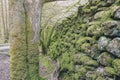 Clumps of moss on stones and trees at White Moss Walks, Lake District National Park in South Lakeland, England, UK