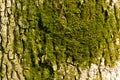 Clumps of mosses grow on tree bark mossy texture, bryophyte