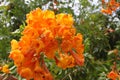 Vine trumpet orange 5463