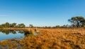 Clumps of reeds reflected in the mirror smooth water surface Royalty Free Stock Photo