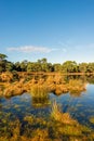 Clumps of reeds reflected in the mirror smooth water surface Royalty Free Stock Photo