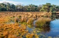 Clumps of reeds reflected in the mirror smooth water surface