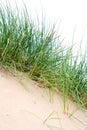 Clumps of sea grass