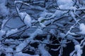 Clumps of snow gathered on mossy tree limbs Royalty Free Stock Photo