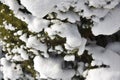 Clumps of snow on pine tree in winter.