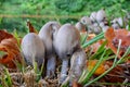Clumps of Tippler`s bane mushrooms