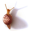 Clumsy snail with spiral shell Royalty Free Stock Photo