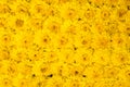 Cluse up yellow Chrysanthemum abstract nature texture background Royalty Free Stock Photo