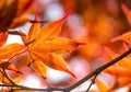 beautiful red leaf of a japanese maple tree in sunny light Royalty Free Stock Photo