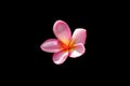 Cluseup head shot of pink frangipani flower isolated on black background Royalty Free Stock Photo