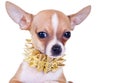 Cluseup picture of a chihuahua puppy Royalty Free Stock Photo