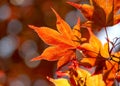 cluseup red leaf of a japanese maple tree - autumnal colors Royalty Free Stock Photo